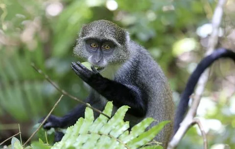 Blue monkey eating a green leaf in a lush forest with soft bokeh background 스톡 사진