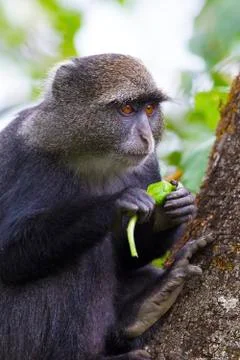 Blue monkey eating in the tree Stock Photos