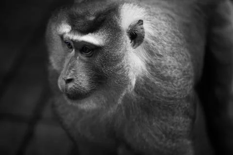 The blue monkey eyes Stock Photos