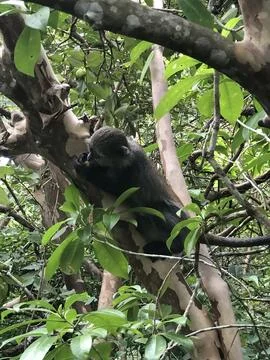 Blue Monkey Feeding Beside a Tree Trunk in Jozani Forest Stock Photos
