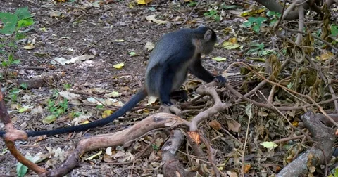 Blue Monkey on ground Stock Footage 60596420
