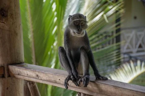 Blue monkey in Kenya near diani beach. Stock Photos