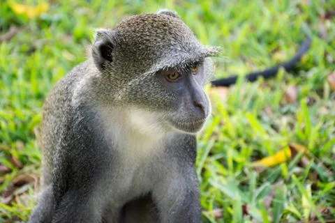 Blue monkey in Kenya near diani beach. Foto stock