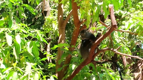 Blue monkey with long tail looking at fruit that has fallen from tree. Stock-Footage 230209192