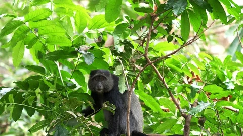 Blue monkey looks at camera in lake manyara national park Stock Footage 106053257
