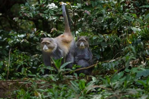 Blue monkey or  Cercopithecus mitis clambering around and interacting in fo.. Stock Photos