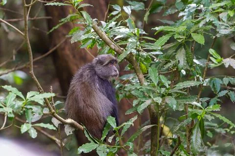 Blue monkey or  Cercopithecus mitis clambering around and interacting in fo.. Stock Photos