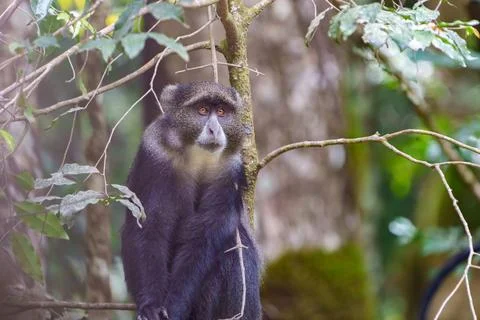 Blue monkey or  Cercopithecus mitis clambering around and interacting in fo.. Foto stock