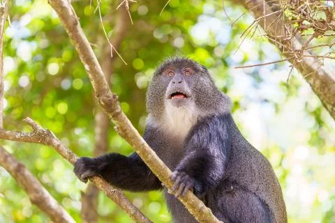 Blue monkey or Cercopithecus mitis climbing in tree looking down at food of.. Stock Photos