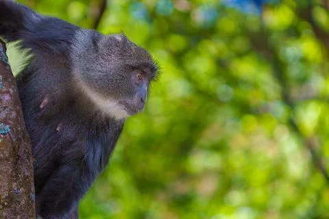 Blue monkey or Cercopithecus mitis in tree looking down at food of tourists. Stock Photos