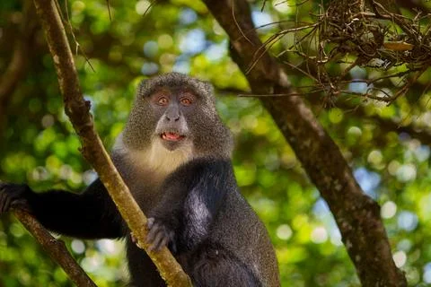 Blue monkey or Cercopithecus mitis climbing in tree looking down at food of.. Stock Photos