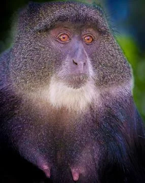 Blue monkey or Cercopithecus mitis in tree looking down at food of tourists. Foto stock