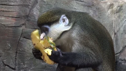 The blue monkey or diademed monkey (Cercopithecus mitis) eats fruit Video stock 124676666