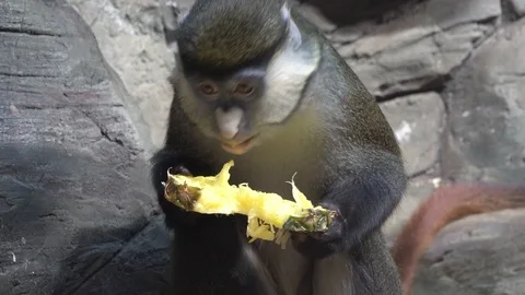 The blue monkey or diademed monkey (Cercopithecus mitis) eats fruit Stock Footage 124676734