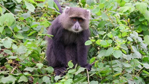 Blue monkey or diademed monkey (Cercopithecus mitis) Stock-Footage 158448795
