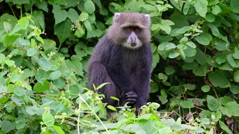 Blue monkey or diademed monkey (Cercopithecus mitis) Stock-Footage 158448941