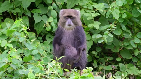 Blue monkey or diademed monkey (Cercopithecus mitis) Stock Footage 158449037