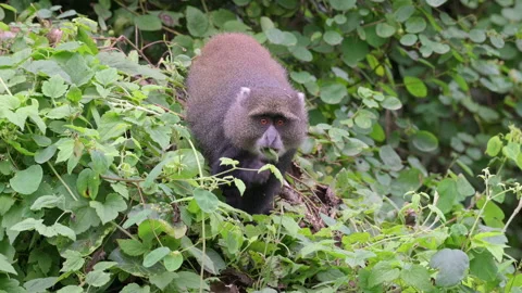 Blue monkey or diademed monkey (Cercopithecus mitis) Stock-Footage 158449493