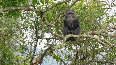 Blue monkey or diademed monkey (Cercopithecus mitis) Stock-Footage 158450038