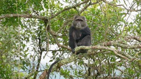 Blue monkey or diademed monkey (Cercopithecus mitis) Stock-Footage 158450715