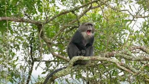 Blue monkey or diademed monkey (Cercopithecus mitis) Stock-Footage 158451046