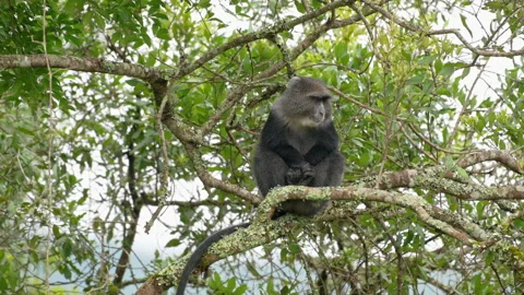 Blue monkey or diademed monkey (Cercopithecus mitis) Stock-Footage 158451437