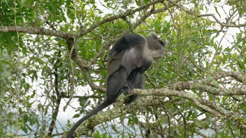 Blue monkey or diademed monkey (Cercopithecus mitis) Stock-Footage 158451859