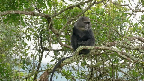 Blue monkey or diademed monkey (Cercopithecus mitis) Stock-Footage 158452435