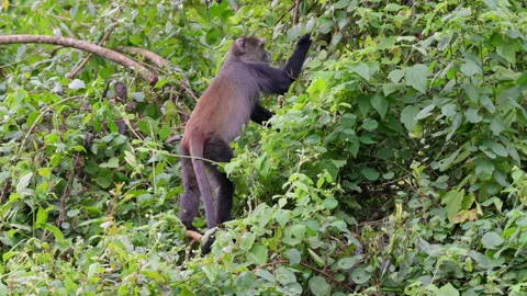 Blue monkey or diademed monkey (Cercopithecus mitis) Stock Footage 158452531