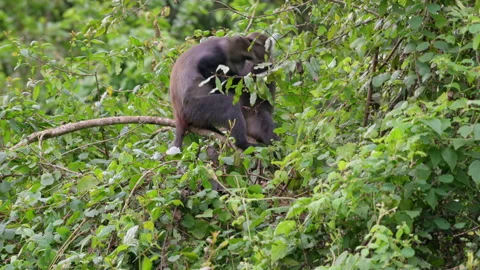 Blue monkey or diademed monkey (Cercopithecus mitis) Stock Footage 158452667
