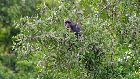 Blue monkey or diademed monkey (Cercopithecus mitis) Stock-Footage 158452808