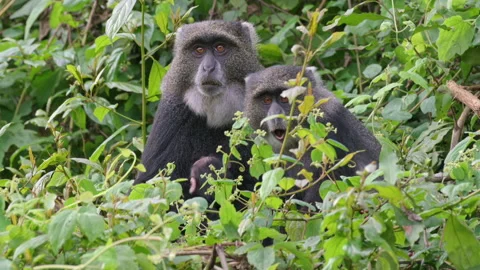 Blue monkey or diademed monkey (Cercopithecus mitis) Stock Footage 158455238