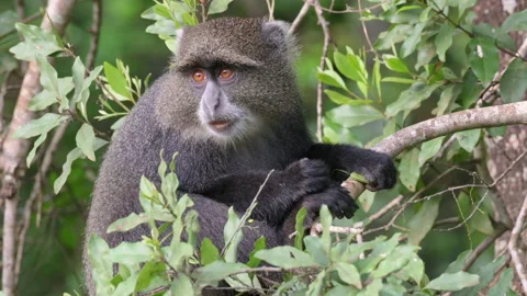 Blue monkey or diademed monkey (Cercopithecus mitis) Stock-Footage 158455246