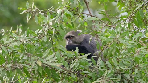 Blue monkey or diademed monkey (Cercopithecus mitis) Stock-Footage 158455479