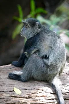 Blue monkey or diademed monkey (cercopithecus mitis), lake manyara national p Stock Photos