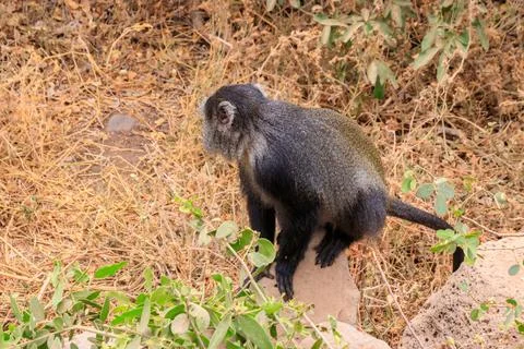 Blue monkey or diademed monkey (Cercopithecus mitis) Stock Photos