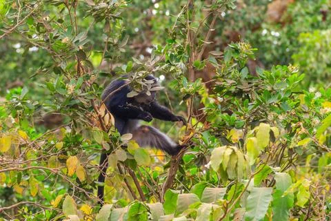 Blue monkey or diademed monkey (Cercopithecus mitis) on a tree Foto stock