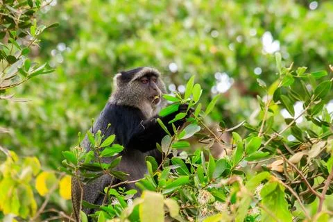 Blue monkey or diademed monkey (Cercopithecus mitis) on a tree Foto stock
