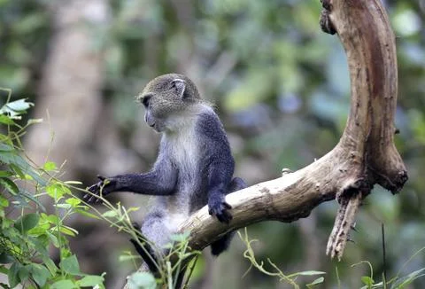 Blue monkey perched on a tree branch reaching out to green leaves in a forest Stock Photos