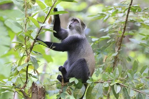Blue monkey perched on a tree branch looking up with curiosity in lush gree.. Foto stock