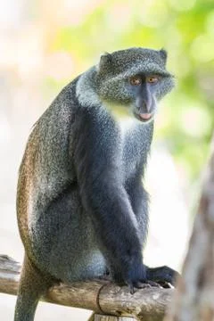 Blue Monkey Stock Photos