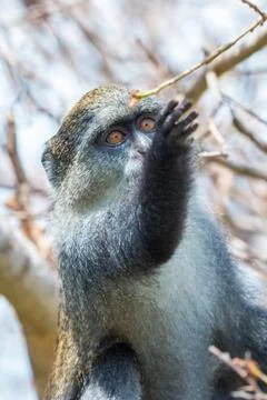 Blue Monkey Stock Photos