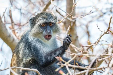 Blue Monkey Stock Photos