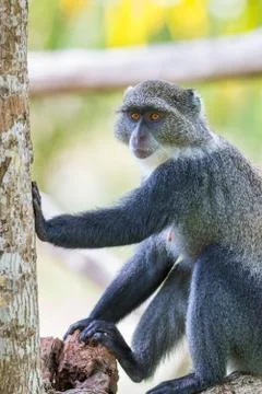 Blue Monkey Stock Photos