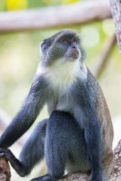 Blue Monkey Stock Photos