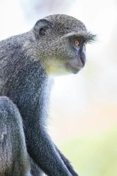 Blue Monkey Stock Photos