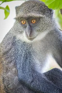 Blue Monkey Stock Photos
