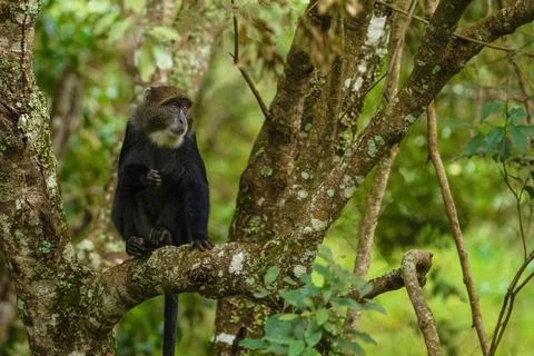 Blue monkey sitting on tree in the jungle close-up Foto stock