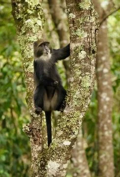 Blue monkey sitting on tree in the jungle close-up 스톡 사진