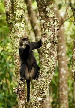 Blue monkey sitting on tree in the jungle close-up Foto stock